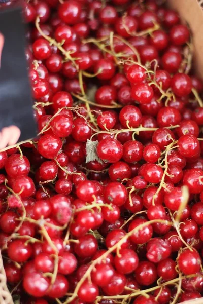 Ripe Red Currants Market Macro — Stock Photo, Image