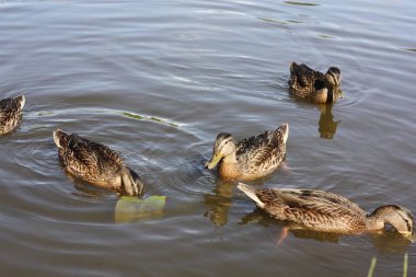 Kahverengi ördekler göl manzarasında yüzer 