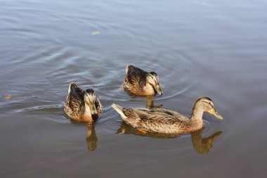 Kahverengi ördekler göl manzarasında yüzer 