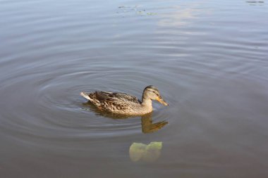 Kahverengi ördekler göl manzarasında yüzer 