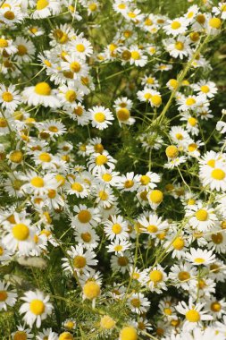 Tarlada güzel beyaz papatyalar