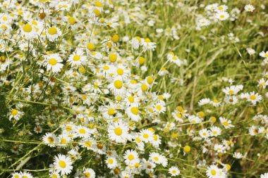 Tarlada güzel beyaz papatyalar