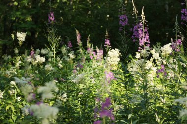 Beyaz ve leylak çiçekli güzel bir tarla.