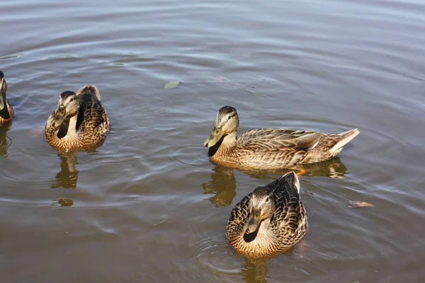 Patos Castanhos Nadam Vista Lago — Fotografia de Stock