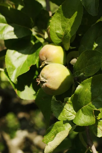 Maçãs Verdes Uma Árvore Jardim — Fotografia de Stock