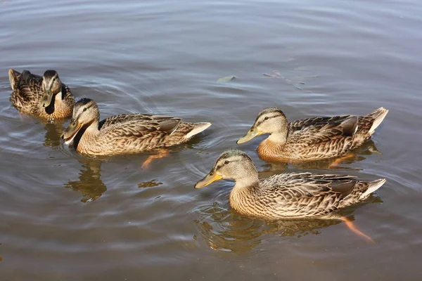 Patos Marrones Nadan Vista Del Lago — Foto de Stock