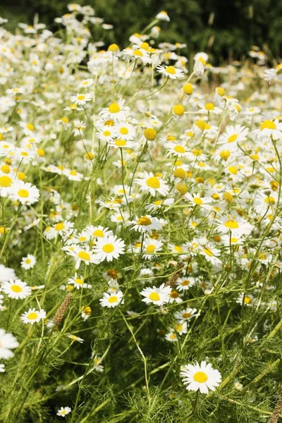 Schöne Aussicht Weiße Gänseblümchen Auf Dem Feld — Stockfoto