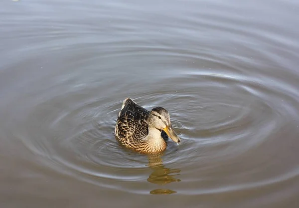 Hnědé Kachny Plavat Výhledem Jezero — Stock fotografie