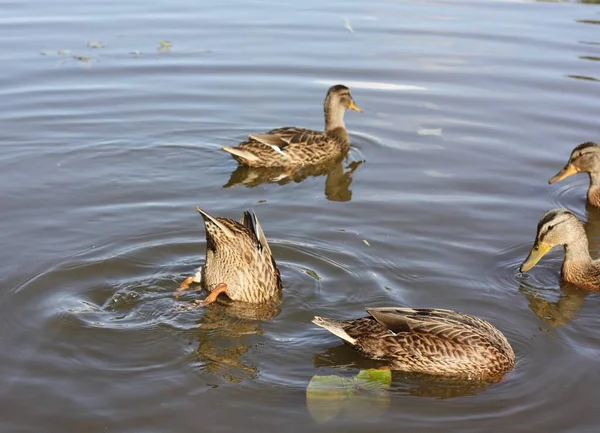 Patos Castanhos Nadam Vista Lago — Fotografia de Stock