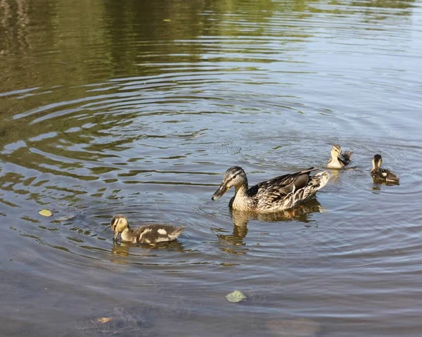Brown ducks swim in the lake view