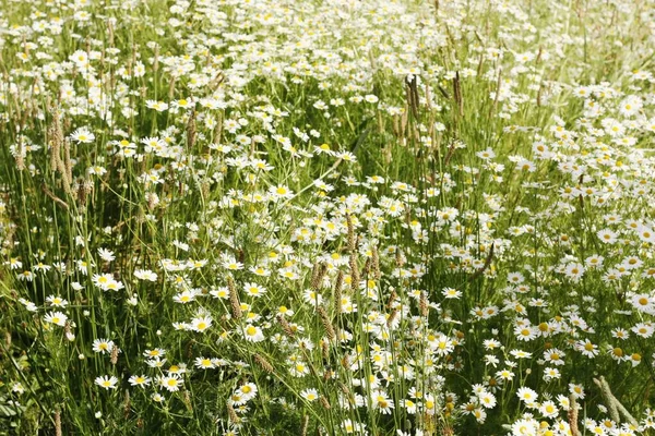 Schöne Aussicht Weiße Gänseblümchen Auf Dem Feld — Stockfoto