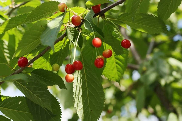 Red Yellow Cherries Tree — Stock Photo, Image