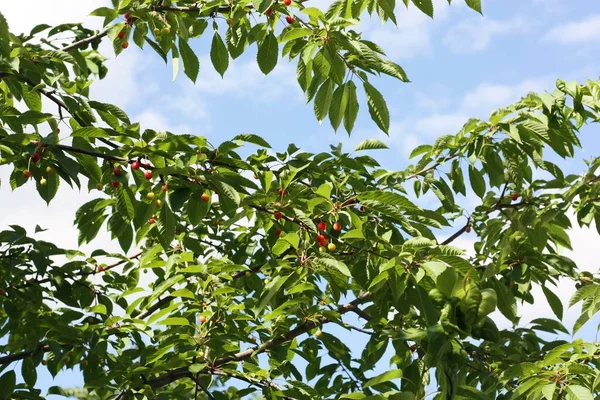 Red Yellow Cherries Tree — Stock Photo, Image