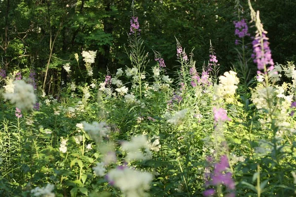 Campo Bonito Com Flores Brancas Lilás — Fotografia de Stock