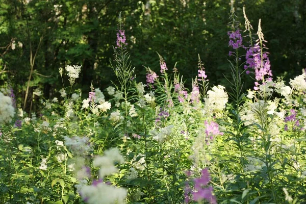 Campo Bonito Com Flores Brancas Lilás — Fotografia de Stock