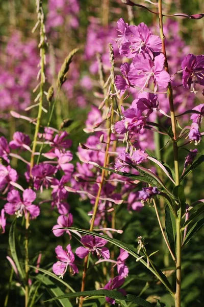 紫色の花が美しい畑が近くに — ストック写真