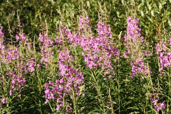 紫色の花が美しい畑が近くに — ストック写真