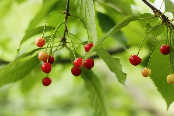 Cerejas Vermelhas Amarelas Árvore — Fotografia de Stock