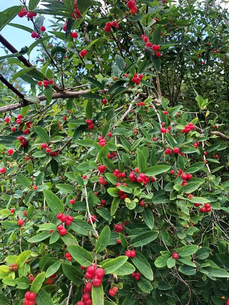 Árvore Com Bagas Vermelhas Jardim — Fotografia de Stock