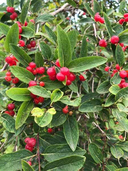 Tree Red Berries Garden — Stock Photo, Image