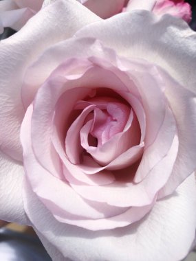 Vazodaki güzel pembe gül.