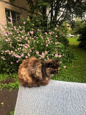 Güzel renkli kedi kanepede oturuyor.