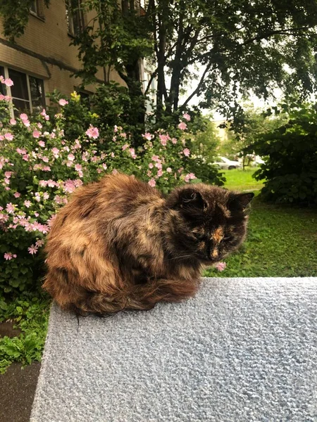 Gato Multicolorido Bonito Está Sentado Sofá — Fotografia de Stock