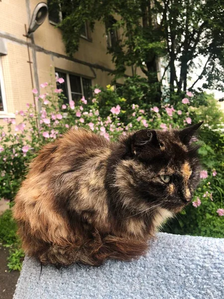 Gato Multicolorido Bonito Está Sentado Sofá — Fotografia de Stock