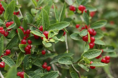 Bahçesinde kırmızı böğürtlen olan ağaç