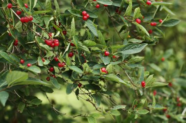 Bahçesinde kırmızı böğürtlen olan ağaç