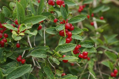 Bahçesinde kırmızı böğürtlen olan ağaç
