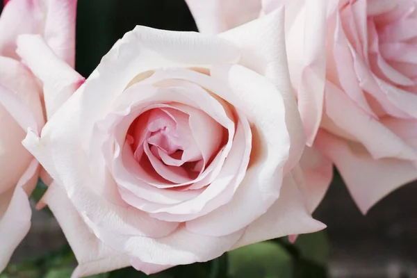 Beautiful pink rose in a vase macro