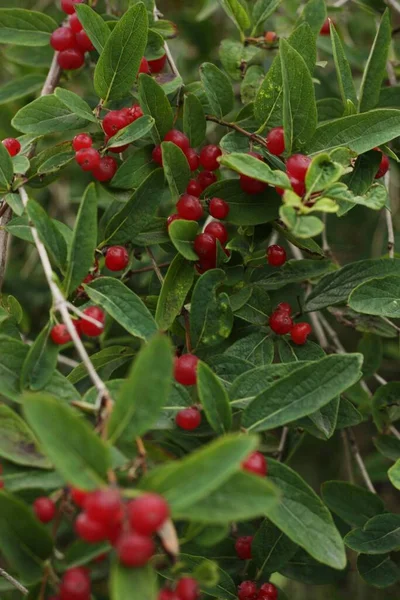 Árvore Com Bagas Vermelhas Jardim — Fotografia de Stock