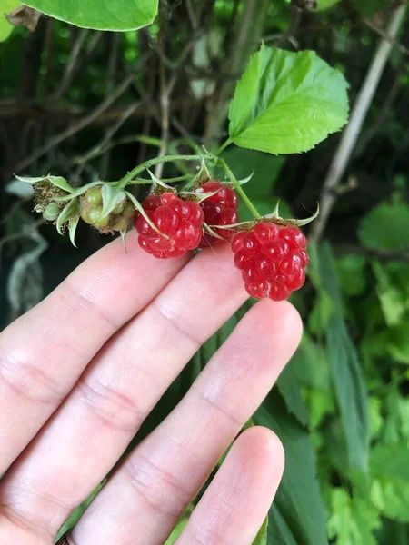 Raspberry Matang Dengan Daun Close View — Stok Foto