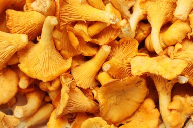 Ahşap bir masa üzerinde Chanterelle mantarları. 