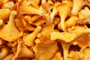Ahşap bir masa üzerinde Chanterelle mantarları. 