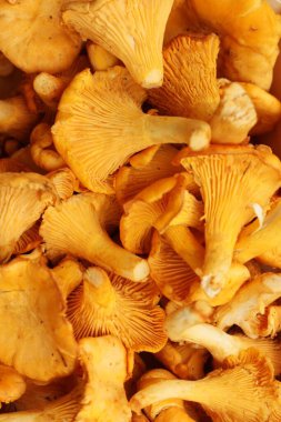 Ahşap bir masa üzerinde Chanterelle mantarları. 