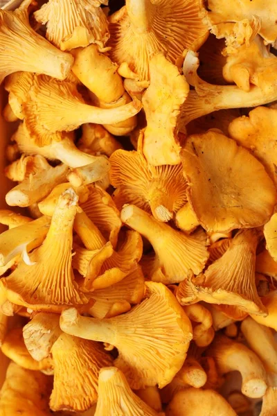 Champiñones Chanterelle Una Macro Mesa Madera — Foto de Stock