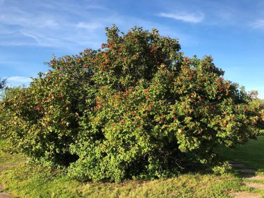 Bahçedeki ağaçta olgunlaşmış viburum