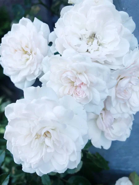 Belles Roses Blanches Dans Jardin Macro — Photo