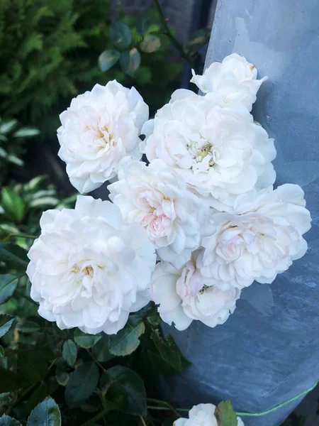Beautiful White Roses Garden Macro — Stock Photo, Image