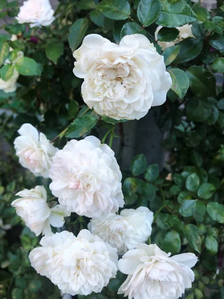 Beautiful White Roses Garden Macro — Stock Photo, Image