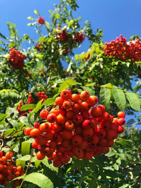 Maduro Rowan Uma Árvore Jardim — Fotografia de Stock