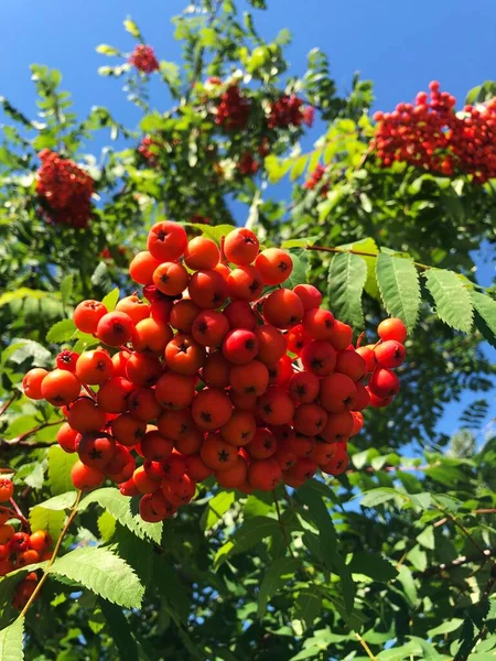 Maduro Rowan Uma Árvore Jardim — Fotografia de Stock