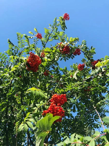 Maduro Rowan Uma Árvore Jardim — Fotografia de Stock