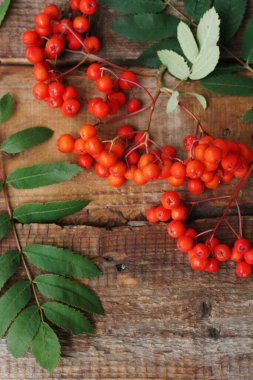 Olgun Rowan masada yapraklarla 