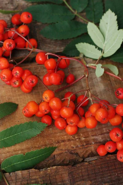 Ripe Rowan Leaves Table — Stock Photo, Image