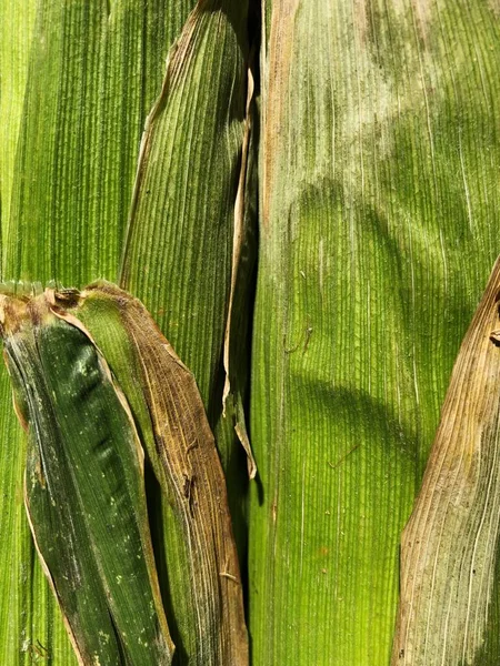 Yaprakları yakın taze mevsimlik mısır 