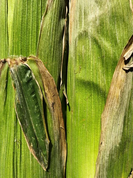 Fresh Seasonal Corn Leaves Close — Stock Photo, Image