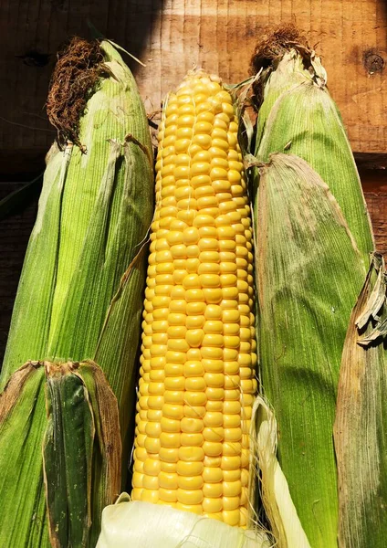 Fresh Seasonal Corn Leaves Close — Stock Photo, Image